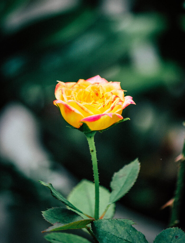 Hoa Hồng Nhỏ