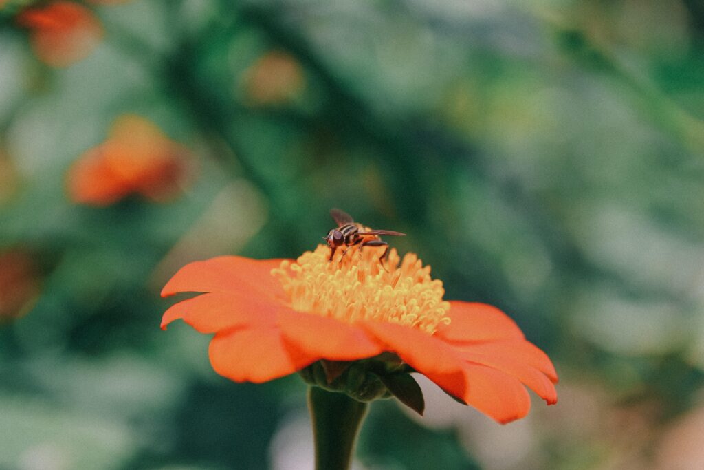 Hút mật