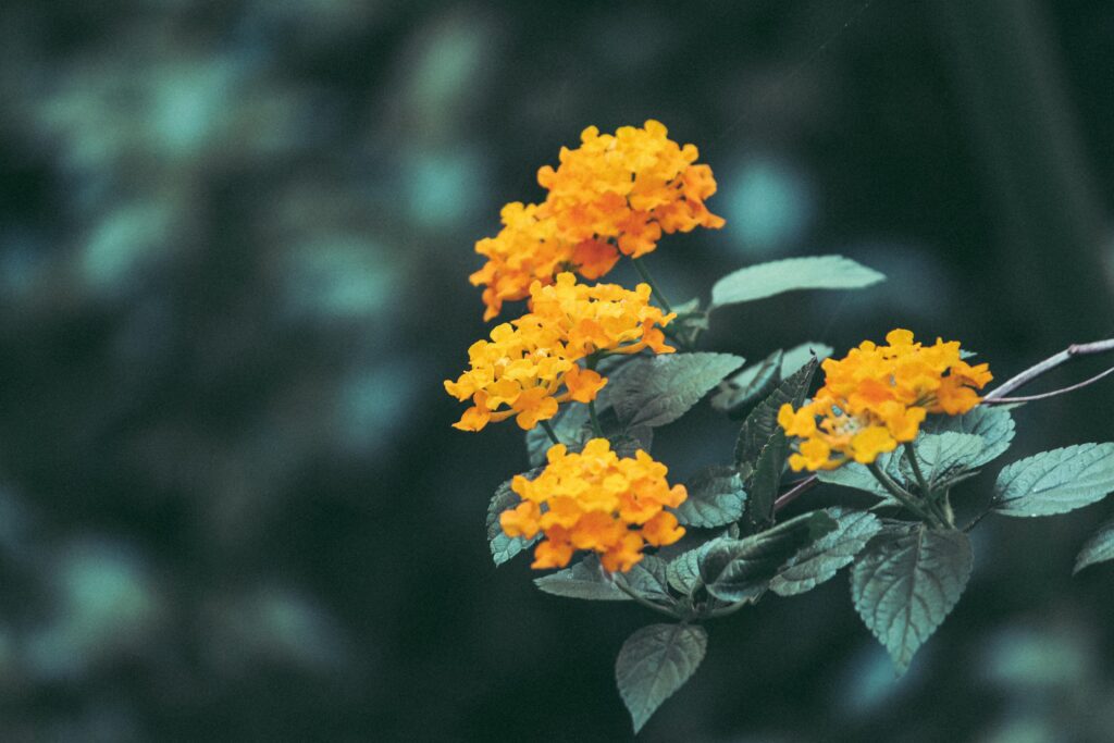 Trâm ổi